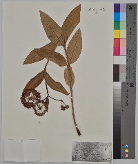 Asclepias purpurascens image