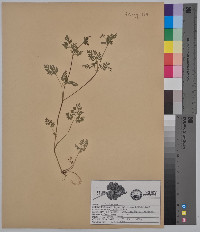 Chaerophyllum procumbens image