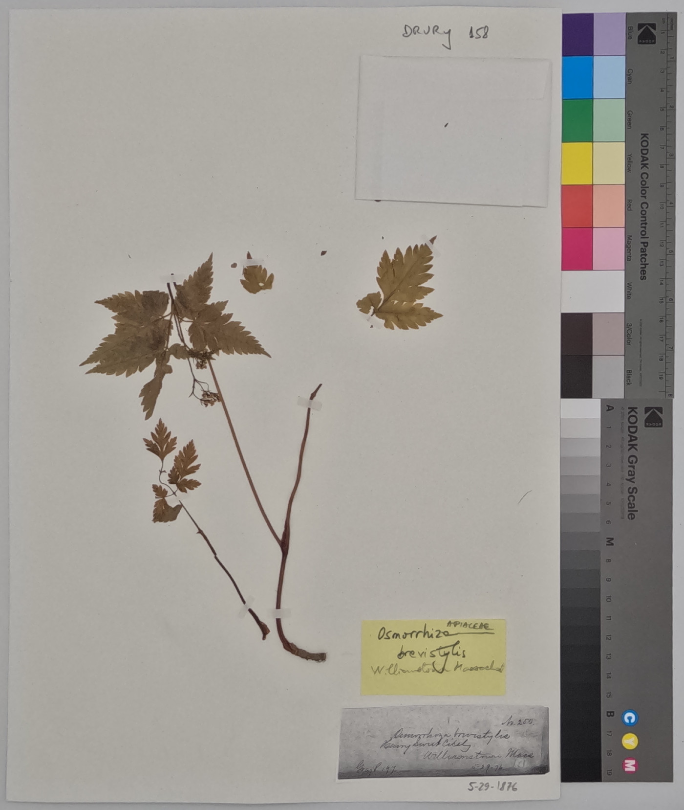 Osmorhiza aristata image