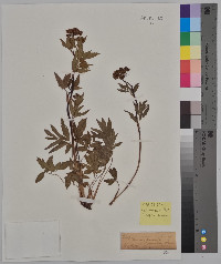 Thaspium trifoliatum var. aureum image