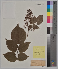 Aralia racemosa image