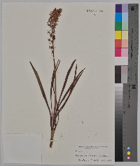 Camassia fraseri image