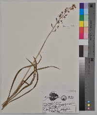 Camassia scilloides image