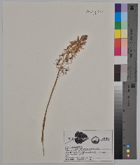 Camassia scilloides image