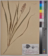 Camassia scilloides image