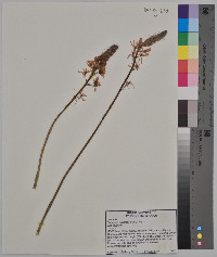 Camassia scilloides image