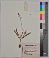 Camassia scilloides image