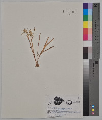 Ornithogalum umbellatum image