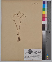 Ornithogalum umbellatum image