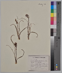 Muscari botryoides image