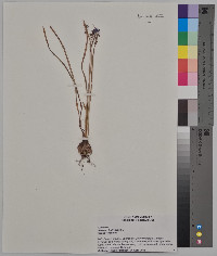 Muscari botryoides image