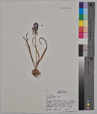 Muscari botryoides image