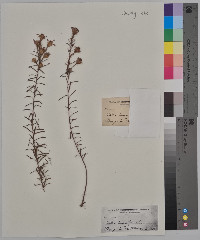 Ionactis linariifolia image