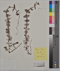 Bidens beckii image