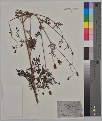 Bidens bipinnata image