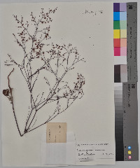 Eriogonum cernuum image