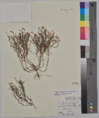 Conyza ramosissima image