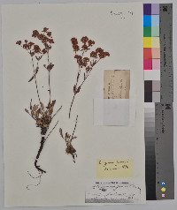 Eriogonum jamesii image