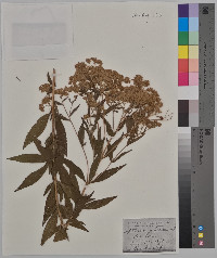 Eupatorium altissimum image