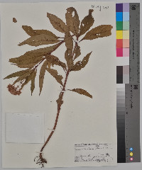 Eutrochium purpureum image