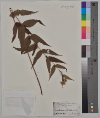 Eupatorium sessilifolium image