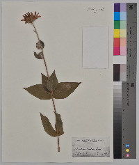 Helianthus mollis image