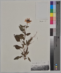 Helianthus petiolaris image