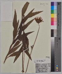 Helianthus pauciflorus image