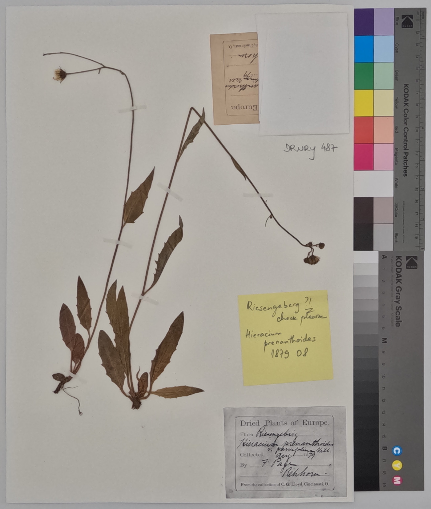 Hieracium prenanthoides image