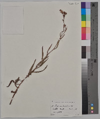 Lactuca tatarica var. pulchella image