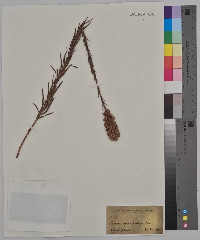 Liatris pycnostachya image