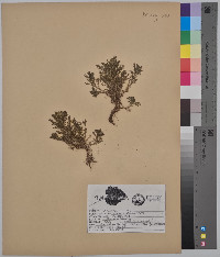 Matricaria discoidea image