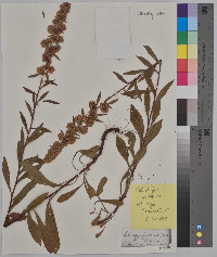 Solidago puberula image