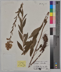 Solidago stricta image