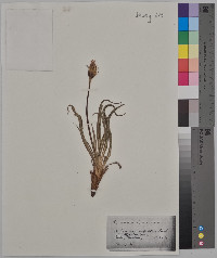 Nothocalais cuspidata image