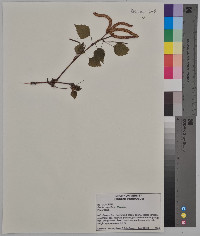 Betula papyrifera image