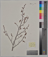 Carpinus americana image