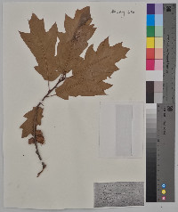 Quercus imbricaria image
