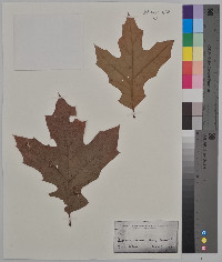 Quercus coccinea image