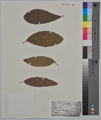 Quercus imbricaria image