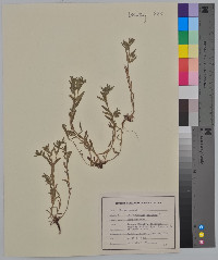 Buglossoides arvensis image