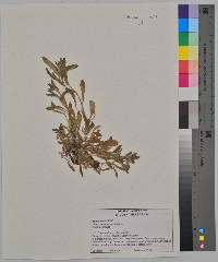 Buglossoides arvensis image