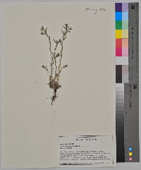 Buglossoides arvensis image