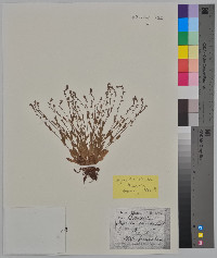 Myosotis stricta image