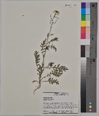 Brassica juncea image