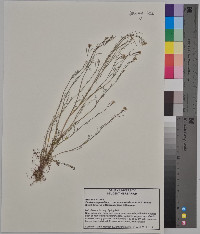 Cardamine parviflora image