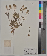 Draba cuneifolia image