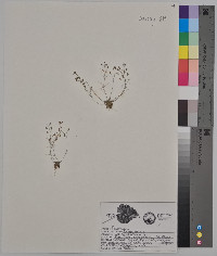 Draba verna image