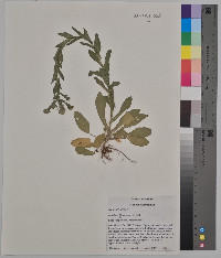 Lepidium campestre image