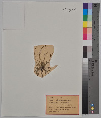 Leavenworthia uniflora image